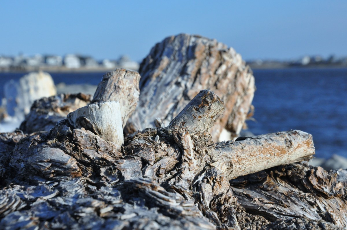 driftwood
