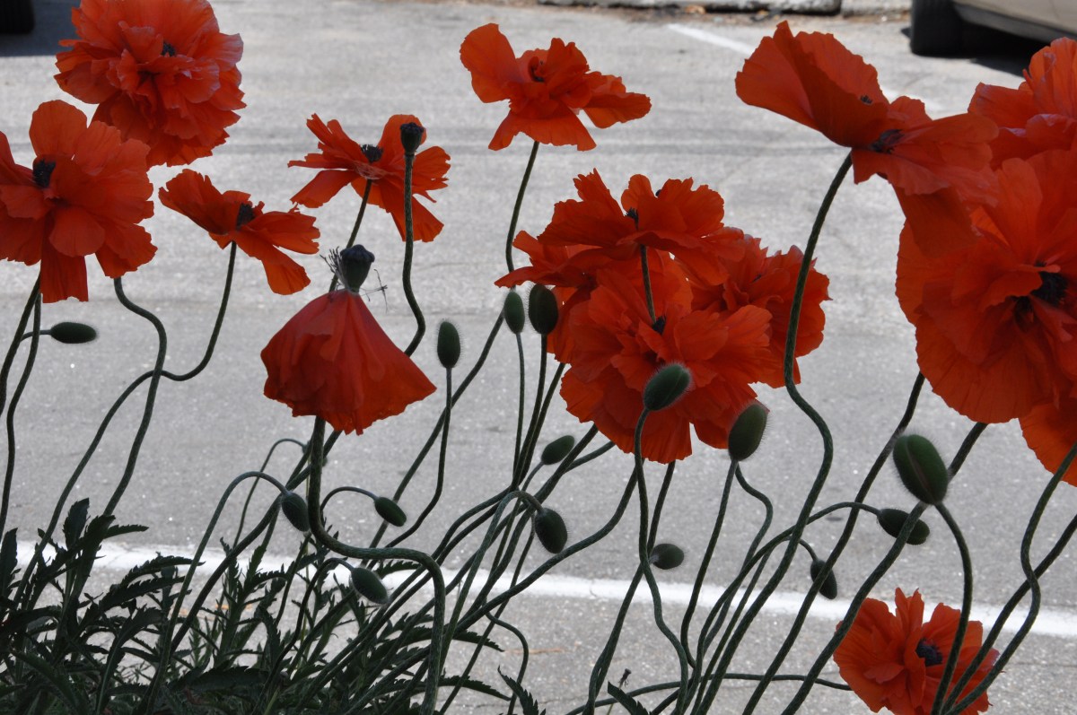Poppies