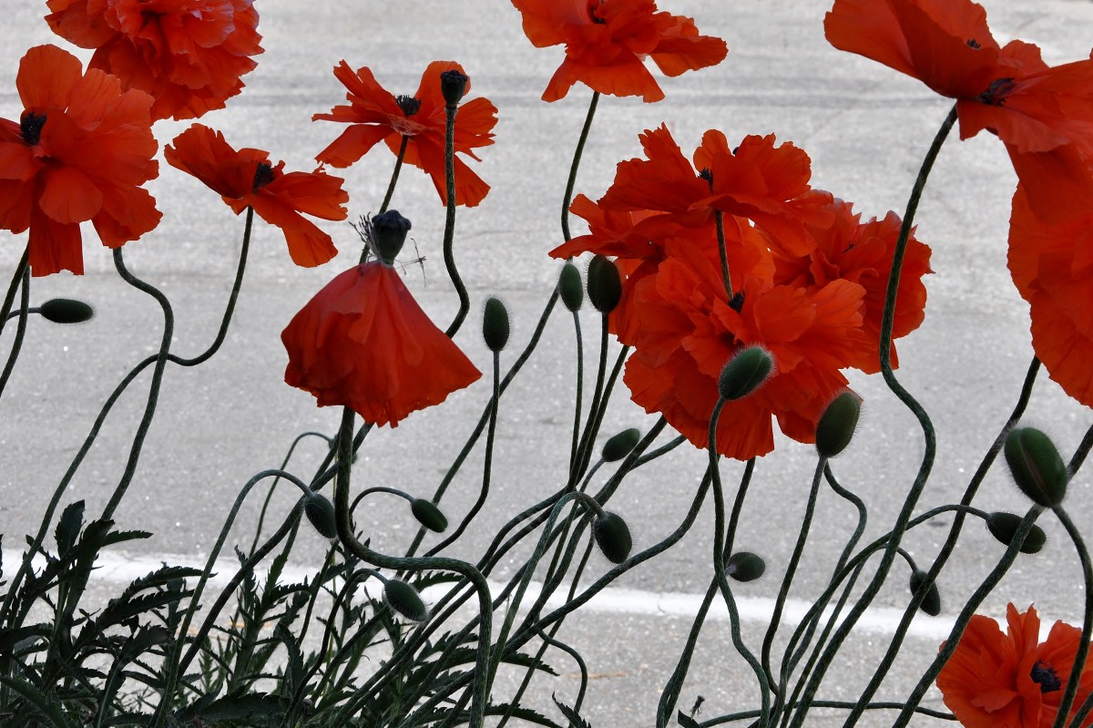 orange poppies