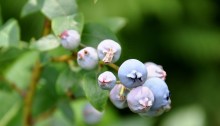 ripening blueberries