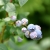 ripening blueberries