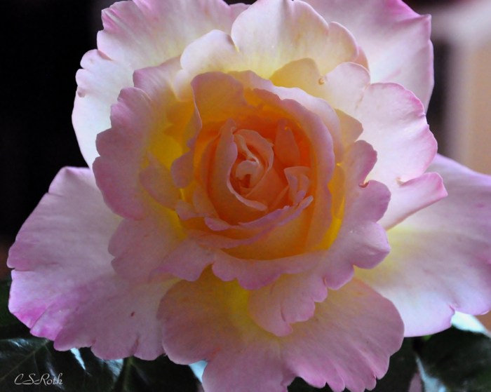 Translucent Rose w