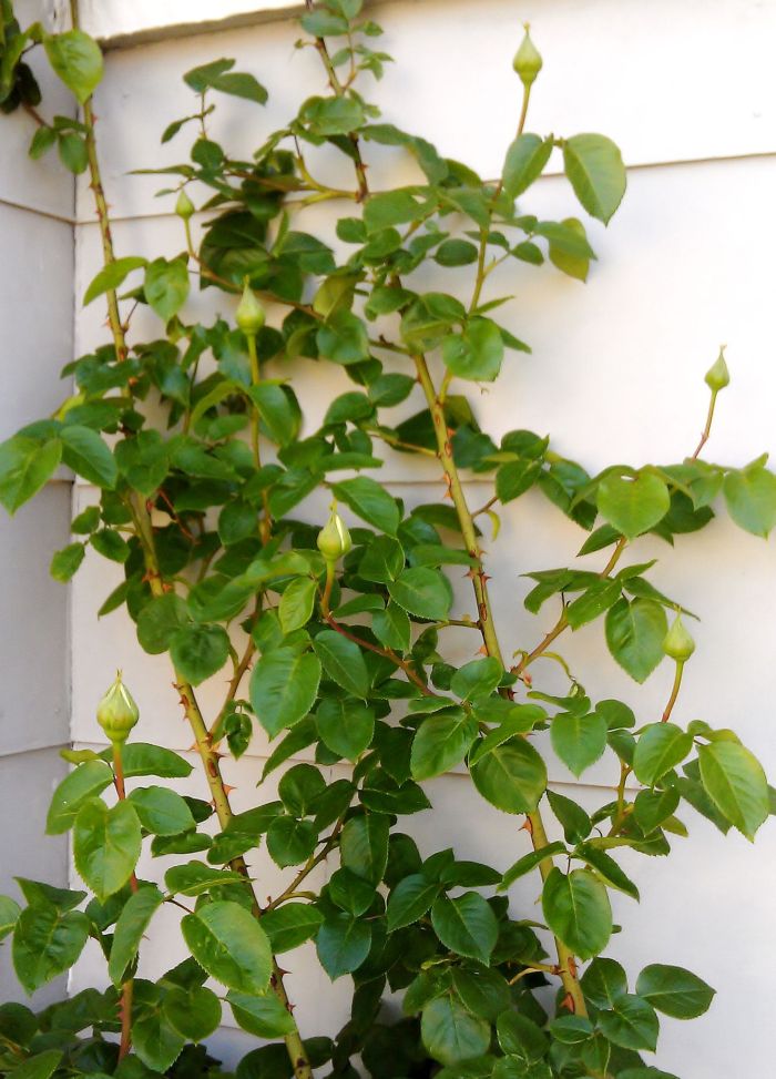 Phone pics 2 193 roses