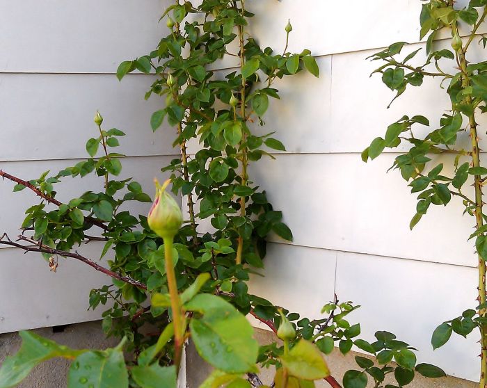 Phone pics 2 194 roses