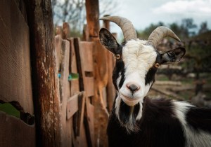 goat-328519_640